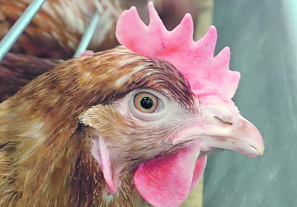 The study of the development and progression of human cancer in a suitable animal model is the focus of research that includes the genetic modification of chickens. | File photo