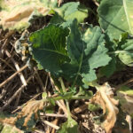 Several producers said the large, cold finger between -2 to -4 C that reached across the province was not a killing frost, but it was still one for their record books. | Twitter/@GregOldhaver photo