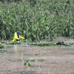 Private forecasters in China often contradict official crop projections, such as when they drew attention last fall to crop damage caused by successive typhoons, even as the government touted new record-setting production. However, there are now reports that some of these analysts have been arrested and their companies shut down. | Reuters photo