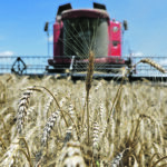 Ukraine’s grains, oilseeds and pulses production has steadily risen to an estimated 100 million tonnes in 2021-22, up from 9.5 million tonnes 20 years ago. | Reuters/Bogdan Cristel photo