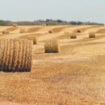 University of Saskatchewan soil scientist Jeff Schoenau said retention and return of crop residue is important to soil organic matter and fertility, contributing carbon, nitrogen, phosphorus, potassium and sulfur. If it is removed too frequently then it has to be replaced somehow.
| File photo