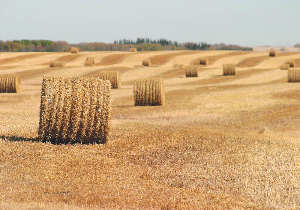 University of Saskatchewan soil scientist Jeff Schoenau said retention and return of crop residue is important to soil organic matter and fertility, contributing carbon, nitrogen, phosphorus, potassium and sulfur. If it is removed too frequently then it has to be replaced somehow.  | File photo