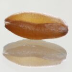 Adding protein to wheat takes the right strategy. | MIke Raine photo