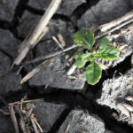 The canola crop in some parts of the prairies is suffering in 2021, especially in North Dakota. | Mike Raine photo