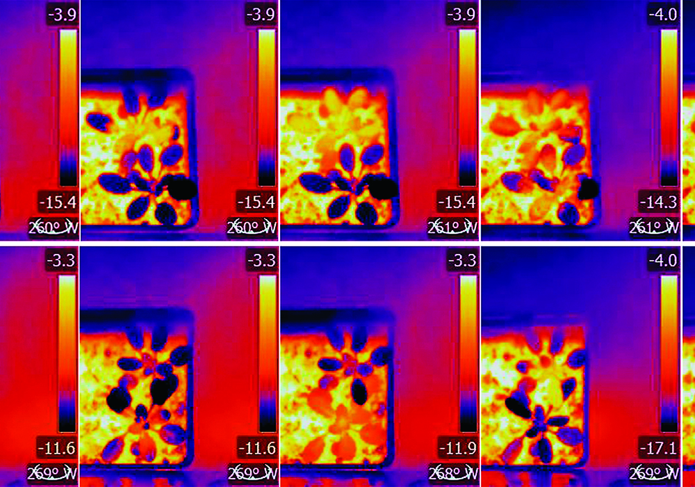 Infrared thermal imaging done at the University of Saskatchewan shows frost development in plants at different temperatures. | U of S photo