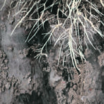 This image of an undis turbed root system was taken with a mini-rhyzotron, one of the new tools that plant researchers at the University of Saskatchewan are using to take a more in-depth look at root system development. | University of Saskatchewan photo