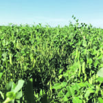 This oat-pea intercrop trial plot near Glenboro, Man., was photographed in the middle of July 2020. | Luke Struckman photo