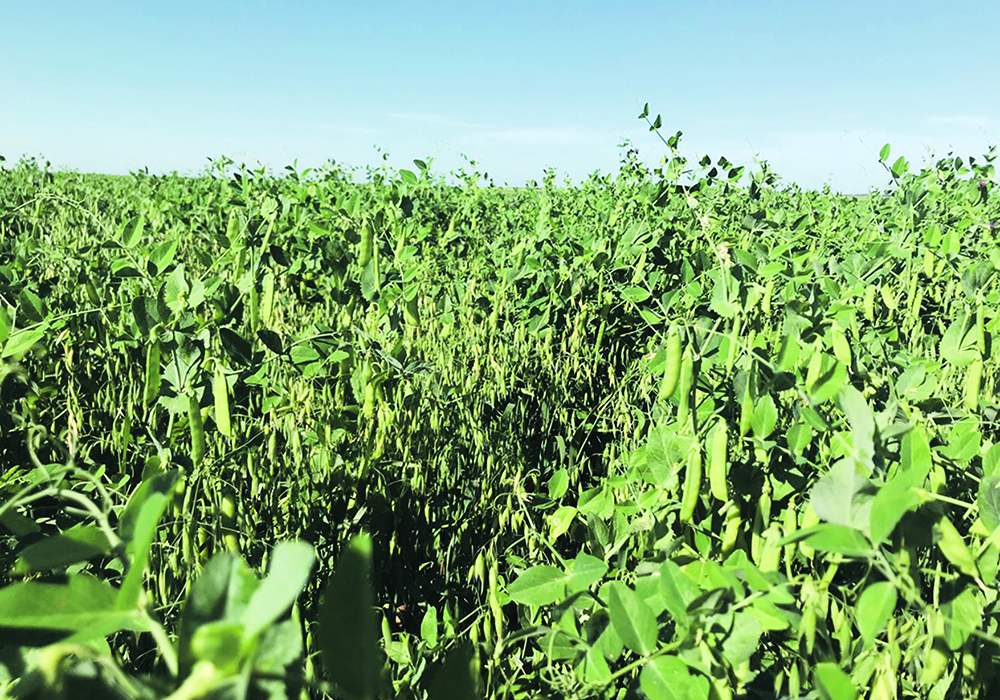 This oat-pea intercrop trial plot near Glenboro, Man., was photographed in the middle of July 2020.  |  Luke Struckman photo