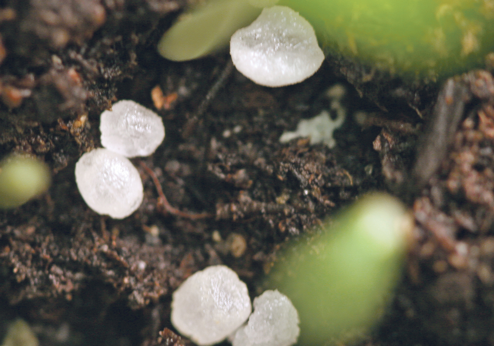 John Kempf, founder of Advancing Eco Agriculture from Middlefield, Ohio, says the nutrients plants absorb from a soil is the true indicator of what it can actually supply, which traditional soil-testing methods do not measure. | File photo