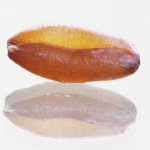 Adding protein to wheat takes the right strategy. | MIke Raine photo