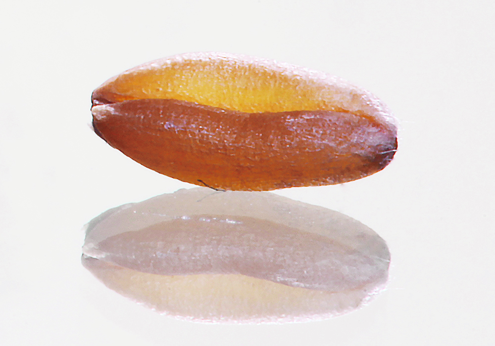 Adding protein to wheat takes the right strategy.  |  MIke Raine photo