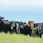 Canada’s beef cow herd was 3.5 million head as of Jan. 1, making it one of the smallest in more than 30 years and four percent smaller than 2019. | Robyn Wheat photo