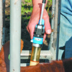 Some cattle diseases are harder to control and require a solid understanding of vaccine science. | File photo