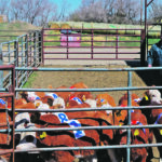 Diego Moya, an assistant professor at the Western College of Veterinary Medicine, moves calves to a pen where he has installed a video camera. The tags glued to their backs allow the researchers to monitor the animals’ behaviour individually. | Photo supplied by Diego Moya
