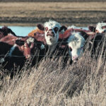 The international designation will allow Canadian beef exporters access to more foreign markets. | File photo