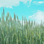 The U.S. spring wheat cr op is suffering, and worries about the situation north of the border are also beginning to mount as temperatures climb past 30 C. | Jeannette Greaves photo