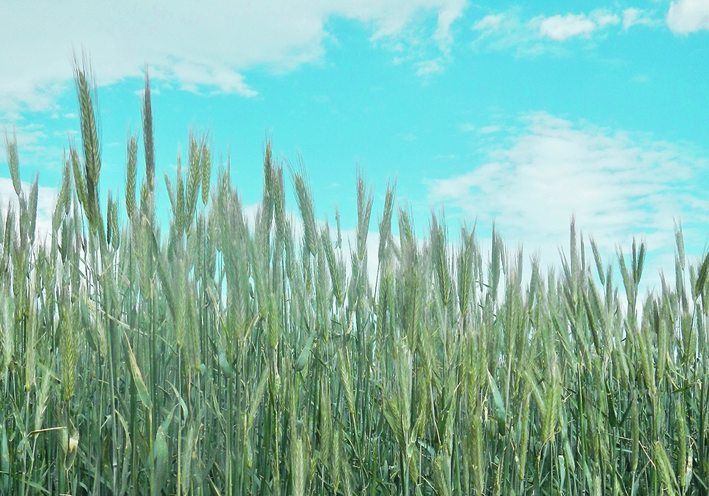 The U.S. spring wheat cr op is suffering, and worries about the situation north of the border are also beginning to mount as temperatures climb past 30 C. | Jeannette Greaves photo