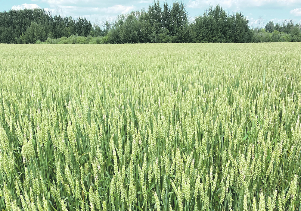 Demand for feed wheat is expected to grow by 5.6 percent in 2021-22, which is far greater than the five-year average growth rate of 1.1 percent. | File photo