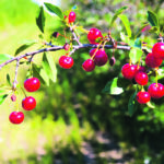 Sour cherries can be found at most U-pick orchards and are worth the time spent to put some away in the freezer. | Sarah Galvin photo
