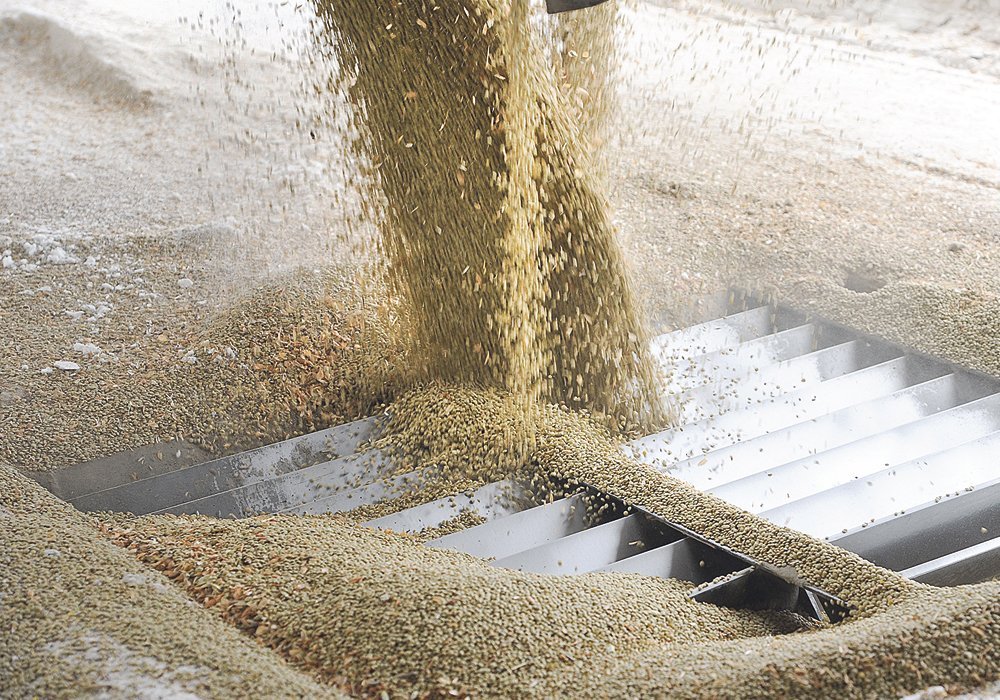 Pulse Canada is still seeking clarity from Canadian government officials on the “sudden and unexpected” policy shift but the initial read of the situation is not good news for Canada’s lentil growers and exporters. | File photo