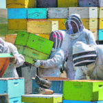 Canadian winters benefit beekeepers because it gives a natural break to the growth of mites. | Mike Sturk photo