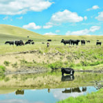 Cattle industry leaders say optimal animal welfare should be and always has been part of their business equation. | Mickey Watkins photo