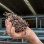 Raw dried Asparagopsis seaweed before it is refined into a feed supplement. | Screencap via csiro.au