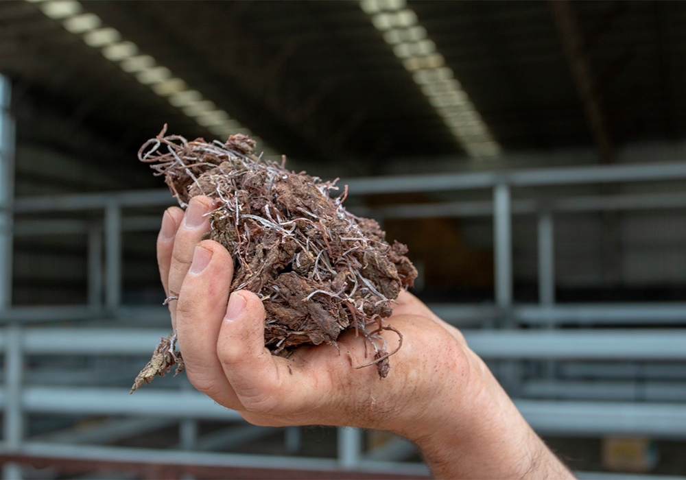 Raw dried Asparagopsis seaweed before it is refined into a feed supplement. | Screencap via csiro.au