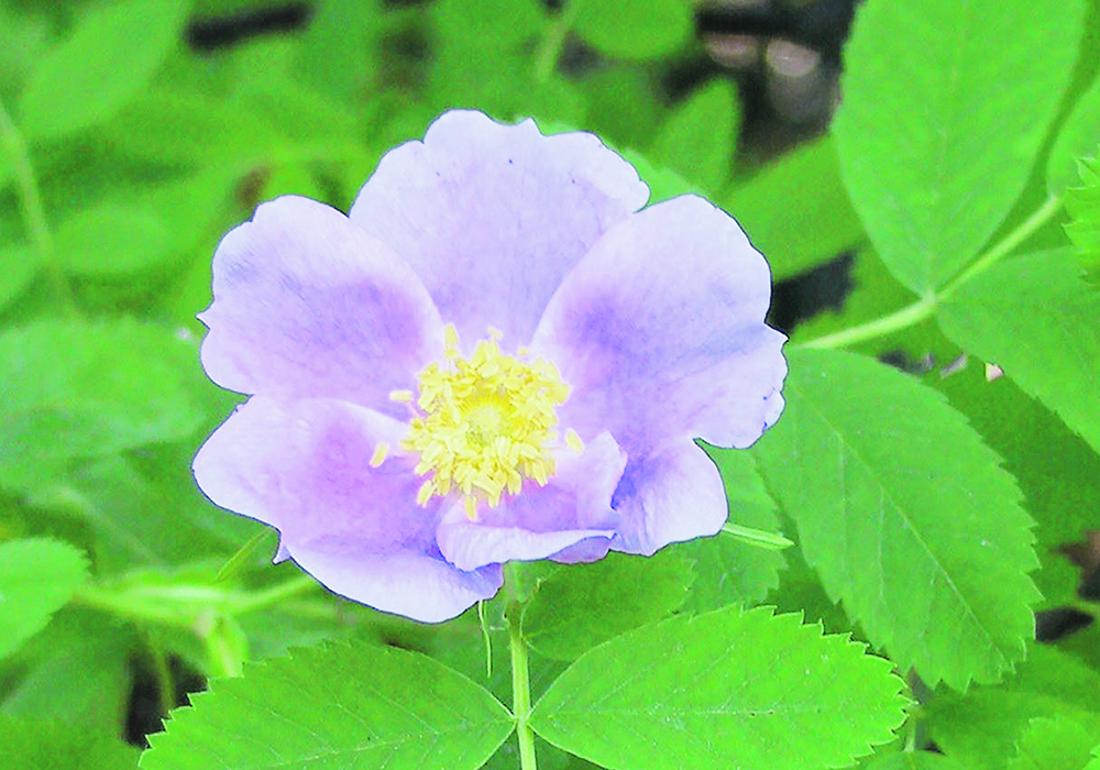 The author remembers wild roses growing along the sand knoll on the family’s farm. | Alma Barkman photo