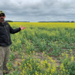 Extreme heat and drought have accelerated development of Andy Keen’s 1,700-acre canola crop near Manitou, Man., resulting in flowers appearing weeks early and leaving them vulnerable to shedding petals in the heat before they produce pods containing the small dark seeds crushed for their oil. | Reuters/Rod Nickel photo