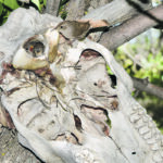 A pair of house wrens set up their home in a moose skull hanging in a tree. The nest was built in the brain cavity of the skull. | Mickey Watkins photo