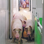 Saskatchewan isoweans will now move to Saskatchewan nurseries and then on to Manitoba for finishing. | Maple Leaf Foods photo