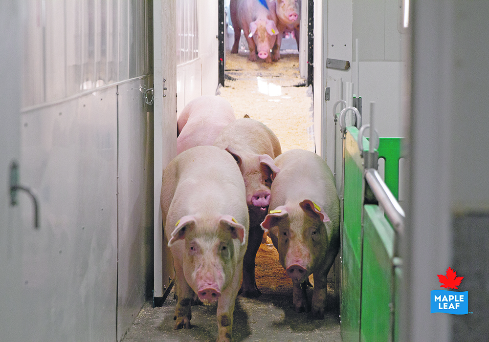 Saskatchewan isoweans will now move to Saskatchewan nurseries and then on to Manitoba for finishing. | Maple Leaf Foods photo