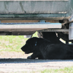 Even the dogs went in search of shade last week as temperatures reached the high 30s C to mid-40s C across much of the Prairies, but this is not the first time that heat waves have caused problems for the region. | Mike Sturk photo