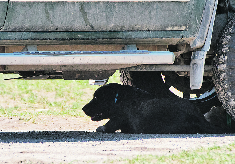Even the dogs went in search of shade last week as temperatures reached the high 30s C to mid-40s C across much of the Prairies, but this is not the first time that heat waves have caused problems for the region. | Mike Sturk photo