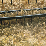 American wheat stocks came in 14 million bushels lower than expected at an estimated 845 million bu. That is 183 million bu. less than last year at this time. | Reuters/Amira Karaoud photo