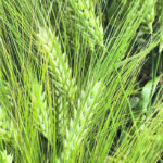 New crop barley prices reached more than $5 a bushel this year, prompting many growers to add it to their rotations. | File photo