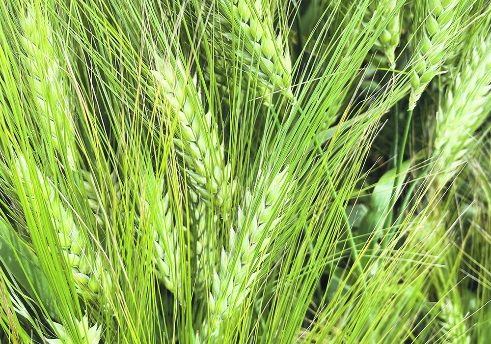 New crop barley prices reached more than $5 a bushel this year, prompting many growers to add it to their rotations. | File photo