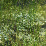 Blue-green algae is toxic for livestock. | File photo