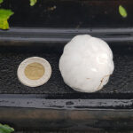 Hail the size of golf balls, or about 4.5 centimetres across, fell in Central Butte, Mankota and Scout Lake, while toonie to ping-pong ball sized hail was recorded east of Strasbourg and near Raymore. | Twitter/@UplandAllison photo