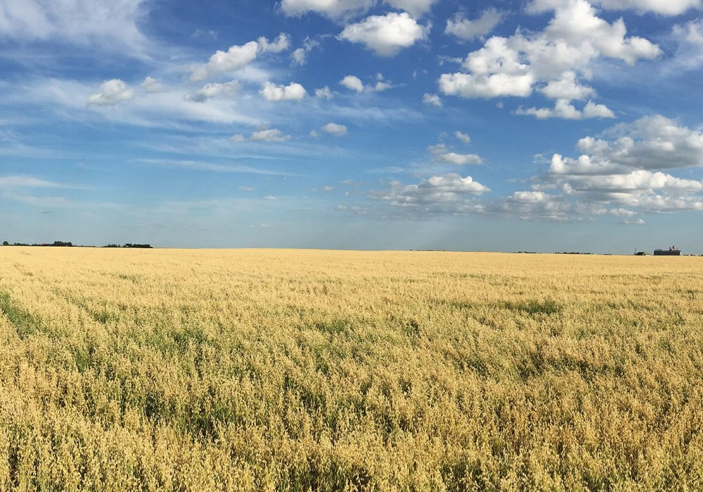 Oat protection comes from avenacins, which are antimicrobial compounds found in the plants’ roots and they offer protection against soil-borne diseases like take-all. | File photo