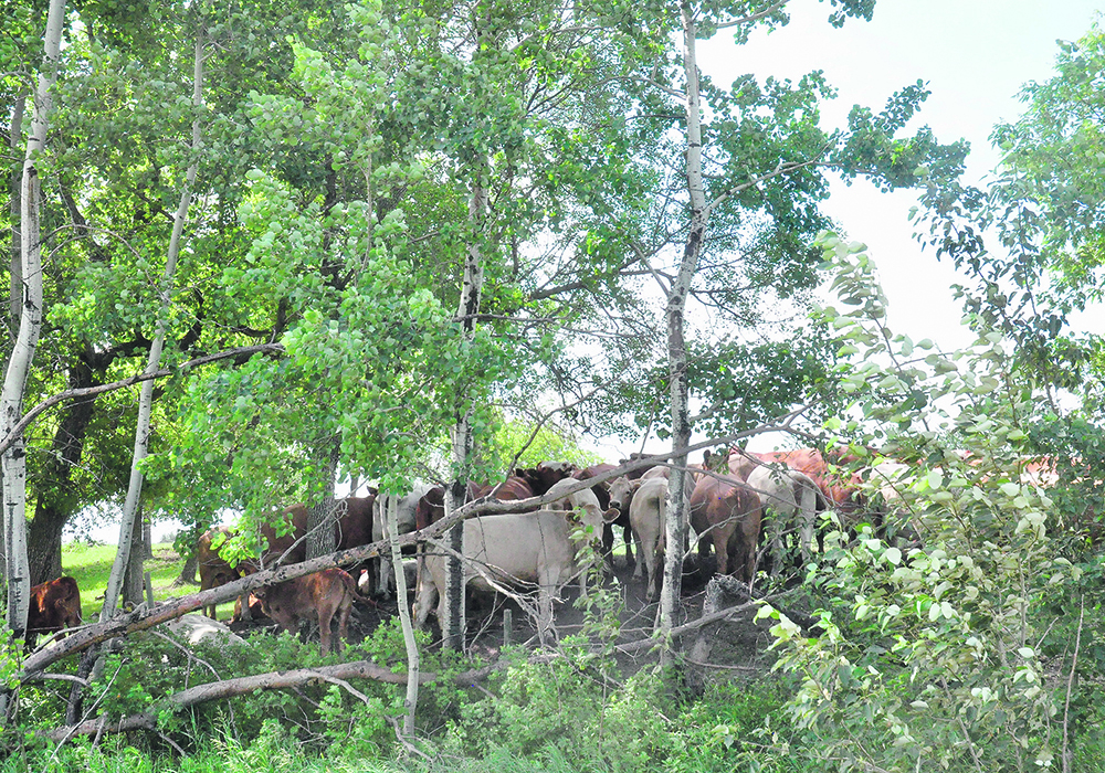 A study funded by the Beef Cattle Research Council found that the cattle sector contributes much more to the overall economy than what is obvious from traditional measures related to direct contribution. | Jeannette Greaves photo