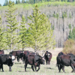 The livestock industry says there has been steady improvement in animal health emergency preparedness. | Wendy Dudley photo