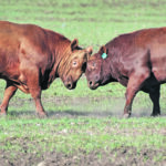 Bulls square off and butt heats at the Earl-Mason ranch southwest of High River. | Mike Sturk photo