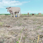 There is some green vegetation on this pasture west of Langruth, Man., but 85 percent of the grass was brown in the first week of July. Pastures across much of Manitoba’s Interlake and Westlake region look similar this summer because of a drought that stretches back three years. | Robert Arnason photo
