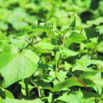 A buckwheat de-hulling plant in Manitoba says contracted acres are down this year because fewer growers were interested in the crop. | File photo