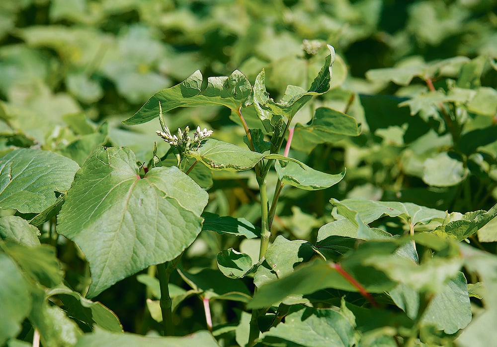 Strong price competition affects buckwheat