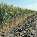 Yes, a number of temperature records have been broken. Yes, it’s been abnormally dry in many areas. Yes, there are fields that won’t see a combine. Guess what, we’ve seen in it all before. | File photo