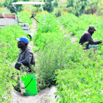 The money is designed to help ensure safety in work camps so workers can adhere to COVID-19 protocols. | Joe Fries photo