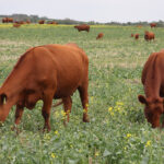 Alberta Beef Producers chair, Melanie Wowk, said crop farmers faced with losses caused by the drought could also help beef producers.
| File photo